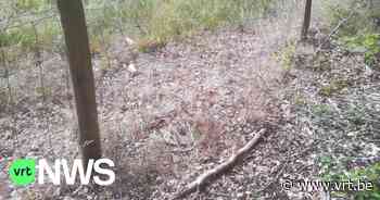 Vandalen teisteren natuurgebied Zwart Goor in Merksplas: 6 runderen ontsnapt door vernielde omheining - VRT NWS