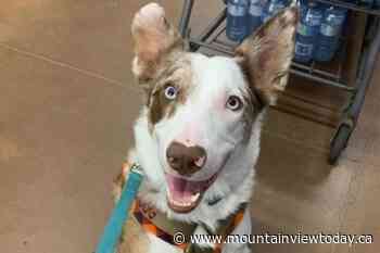 Olds RCMP ask for help to locate missing service dog - Mountain View TODAY