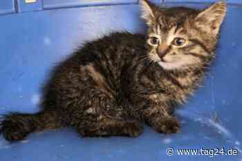 Grevenbroich: Kätzchen verirrt sich in Hausschacht, Feuerwehr greift zu Spezial-Equipment - TAG24