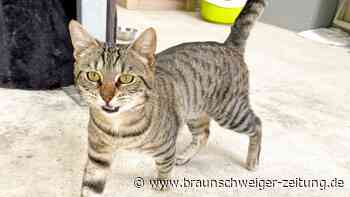 Salzgitters Tier der Woche Kater Draco will gestreichelt werden