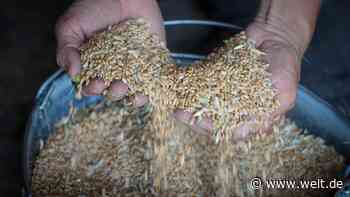 „Auch das gesamte ukrainische Getreide wird den Hunger in der Welt nicht besiegen“