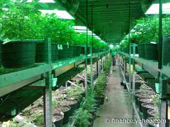 10 Medical Marijuana Stocks to Buy Now - Yahoo Finance