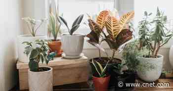 This Spot May Not Be the Best Place to Put Your Plants     - CNET