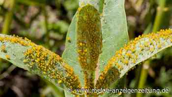 Oleander hat gelbe Blätter: Oft liegt es an falscher Pflege