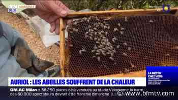 Auriol: les abeilles souffrent aussi de la chaleur - BFMTV