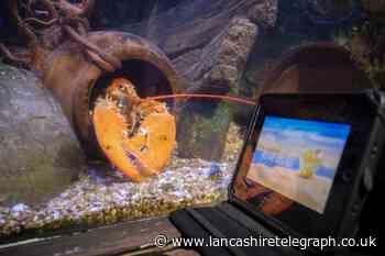 Laura the lobster fails to 'couple-up' at Blackpool's Sea Life Centre, despite watching Love Island