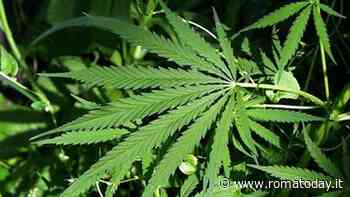 Litigano col vicino e arriva la polizia, in casa dieci piante di marijuana