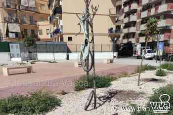 L'albero "appendi bici", la nuova bravata in piazza Giovanni Paolo II - TraniViva