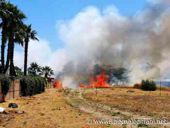 Vasto incendio a Trani sud, lambite anche alcune ville - ilgiornaleditrani - Radio Bombo