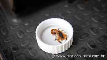 Bertioga fiscaliza imóveis para combater escorpiões - Diário do Litoral