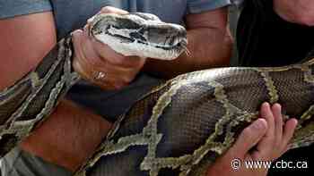 Invasive reptiles and amphibians have cost the global economy billions, study suggests