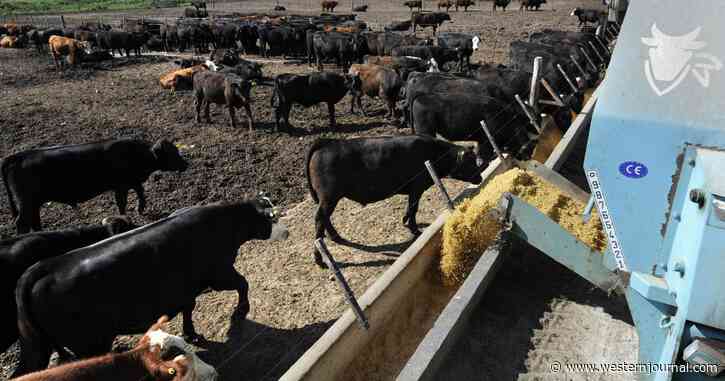 One Detail About Cattle Showing Up in Sale Barns Across US Might Mean Beef Is About to Skyrocket in Price
