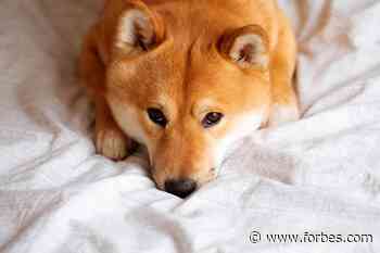 ‘Sell Now’—Reality Bites For Dogecoin As Expert Panel Says Joke Cryptocurrency Is Heading To Zero, Cuts Price Forecast For BNB, Solana & Cardano - Forbes