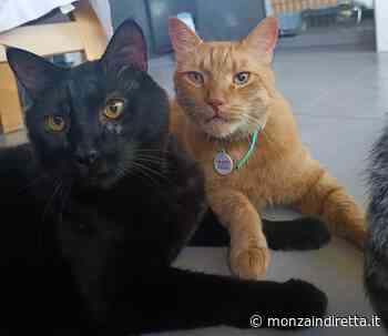 Destino francese per i mici ucraini ospitati a Monza - Monza in Diretta