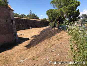 Verona rovente: sterpaglie bruciate a Porta Vescovo - Daily Verona Network