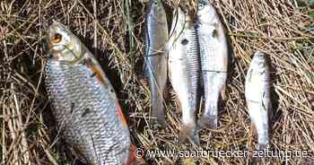 Wellesweiler: Grund für massives Fischsterben in Blies - Vorwürfe gegen Neunkirchen - Saarbrücker Zeitung