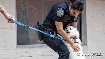 In heißem Auto eingesperrt: Polizistin adoptiert geretteten Hund - BILD