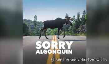 Northern photographers pair negative trail reviews with the natural beauty of Algonquin Park - CTV News Northern Ontario