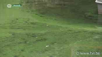 Steeds vaker recreatieverbod op water door blauwalgen - TV Limburg