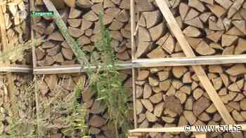 Grote vraag naar brandhout door aanhoudende energiecrisis - TV Limburg