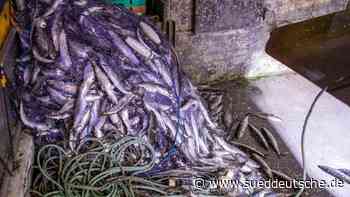Fischerei - Rostock - Ostseefischerei: Politik muss Entscheidungen treffen - Wirtschaft - SZ.de - Süddeutsche Zeitung - SZ.de