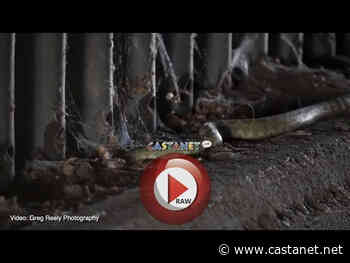 Rattlesnake surprises Osoyoos photographer while slithering through canal walkway - Penticton News - Castanet.net