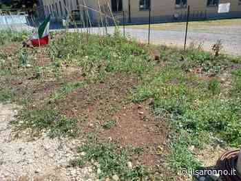 Maxi grandinata di Saronno: distrutti gli orti bio all'Arcivescovile - ilSaronno