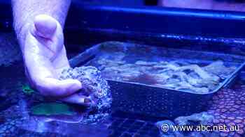 European demand for Western Australian coral for aquariums drying up