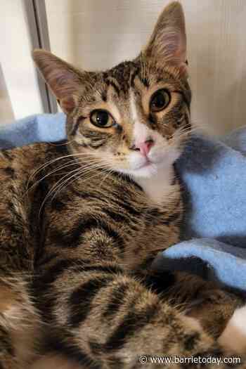 Cats from northern Ontario looking for new, local homes - BarrieToday
