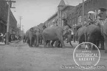 THEN AND NOW: Elephant parade was a sight to behold - BarrieToday