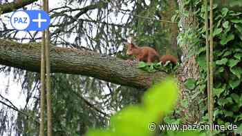 Peine: Tierbeobachtung: Was für und was gegen den Einsatz von Kameras spricht - Peiner Allgemeine Zeitung - PAZ-online.de