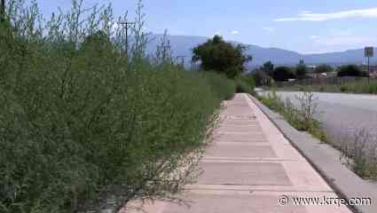 Southwest Albuquerque neighborhood overgrown with weeds