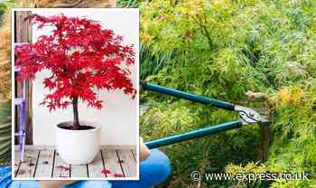 Japanese maple: ‘Avoid’ pruning acers if they're below certain age - 'best time' to prune - Express