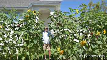 A sunflowery day on Oliver Way - paNOW