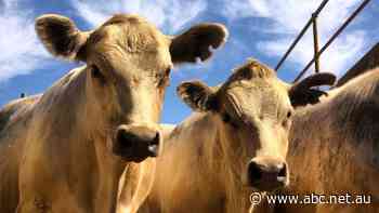 Foot-and-mouth threat prompts Victoria to form new emergency task force