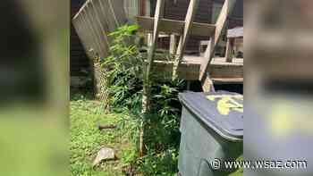 Cumberland mayoral candidate cited for growing marijuana - WSAZ