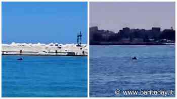 Avvistati due delfini nel porto di Bari: l'incontro filmato da un cittadino barese - BariToday