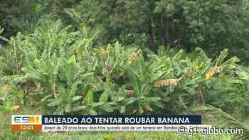 Jovem é baleado após furtar bananas em terreno de Cariacica, ES - Globo