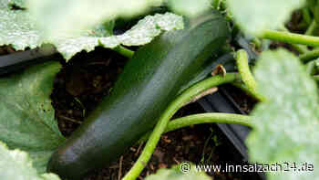 Vorsicht nach der Hitze: Zucchini aus dem eigenen Garten können giftig sein