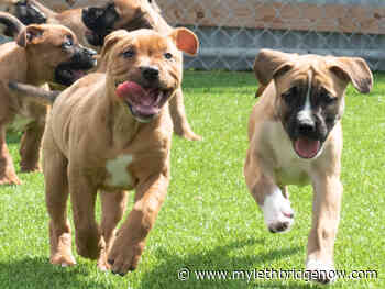 Pitbull owners and advocates speak out about breed reputation - My Lethbridge Now