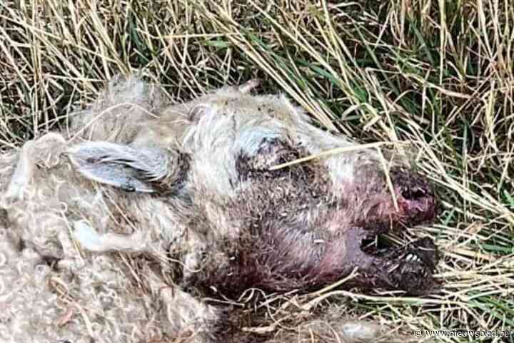 Schaap doodgebeten in wei gevonden, vermoedelijk werk van zwervende hond