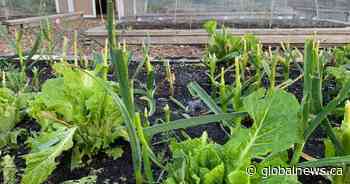 Calgary community gardeners combat vandalism and theft - Global News