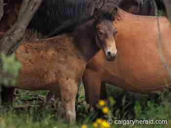 On the Road: The wilds - Calgary Herald