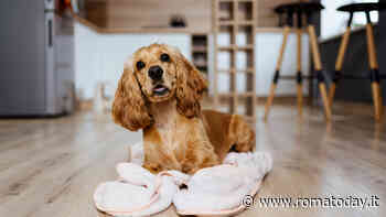 Permessi retribuiti per la cura degli animali domestici: cosa dice la legge