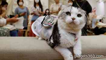 Wearable Fan Helps Cats and Dogs Beat the Heat in Japan’s Scorching Summer
