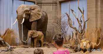 Museum Koenig Bonn: Tragischer Tod - so kam Elefantenkuh Bibi ins Museum - General-Anzeiger Bonn