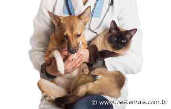 Faxinal dos Guedes vai investir mais de R$ 150 mil na castração de cães e gatos - oestemais.com.br