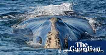 US drafts new speed limits on shipping to help save endangered whales - The Guardian