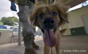 Workers Open Shipping Container After 40 Days. Inside Was A Bruised Dog - NDTV