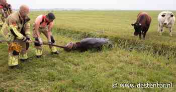 Kalf in Eemnes moet uit sloot worden gered door brandweer, maar besluit een tweede duik te nemen - De Stentor